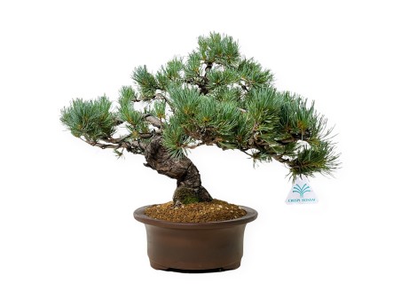 Pinus Pentaphylla - Pine five needles - 44 cm
