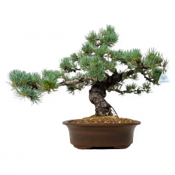 Pinus Pentaphylla - Pin à cinq aiguilles - 44 cm