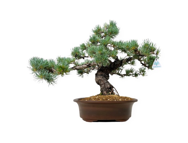 Pinus Pentaphylla - Pino - 44 cm