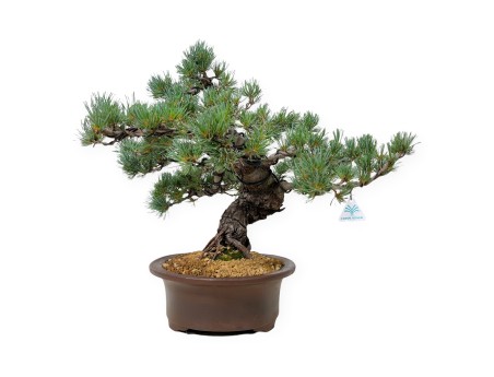 Pinus Pentaphylla - Pine five needles - 44 cm