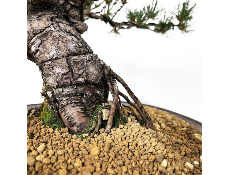 Pinus Pentaphylla - Pino - 44 cm