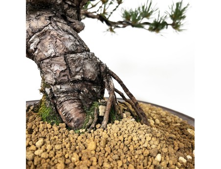 Pinus Pentaphylla - Pino - 44 cm