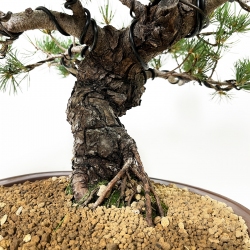 Pinus Pentaphylla - Pin à cinq aiguilles - 44 cm