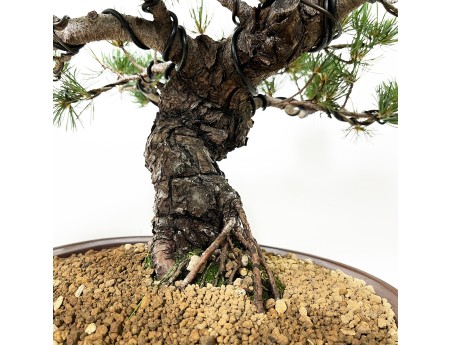 Pinus Pentaphylla - Pine five needles - 44 cm