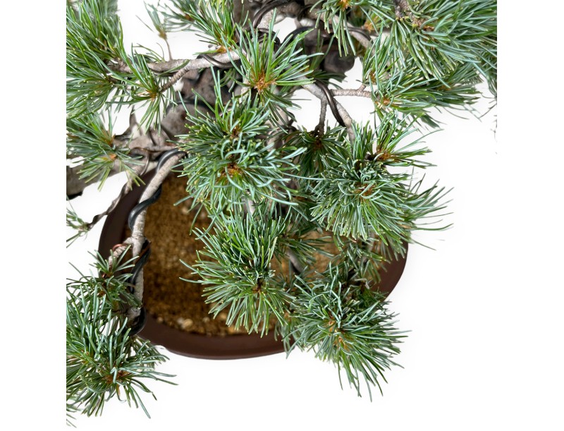 Pinus Pentaphylla - Pine five needles - 44 cm