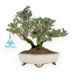 Serissa Japonica - Serissa - 23 cm