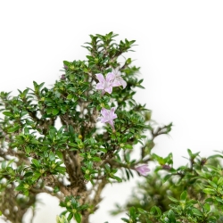 Serissa Japonica - Serissa - 23 cm