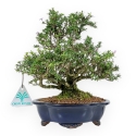 Serissa Japonica - Serissa - 23 cm
