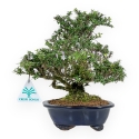 Serissa Japonica - Serissa - 23 cm