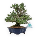 Serissa Japonica - Serissa - 23 cm
