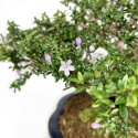 Serissa Japonica - Serissa - 23 cm