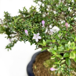 Serissa Japonica - Serissa - 23 cm