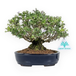 Serissa Japonica - Serissa - 18 cm