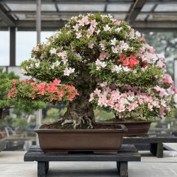 Rhododendron Indicum Nikko - Azalea - 85 cm