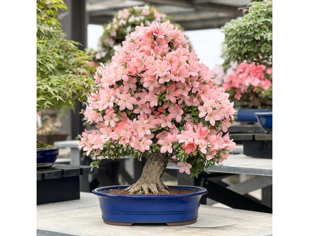 Rhododendron Indicum Jukokan - Azalée - 77 cm