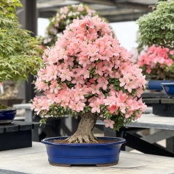 Rhododendron Indicum Jukokan - Azalea - 77 cm
