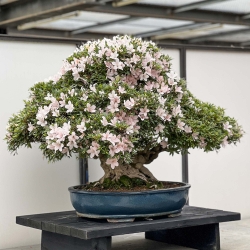 Rhododendron Indicum Kozan - Azalea - 84 cm