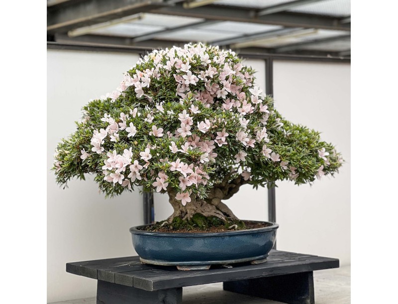 Rhododendron Indicum Kozan - Azalée - 84 cm