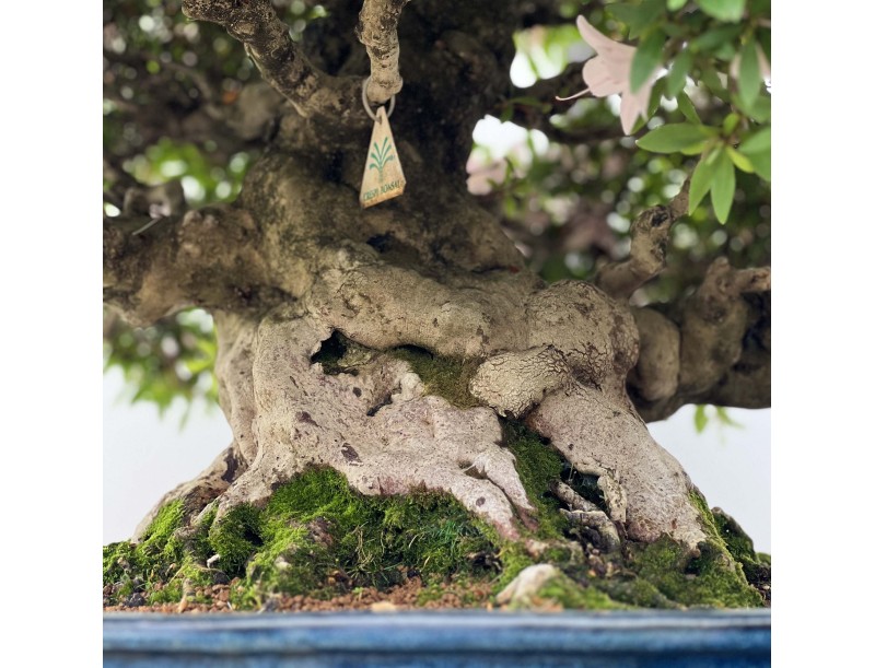 Rhododendron Indicum Kozan - Azalée - 84 cm