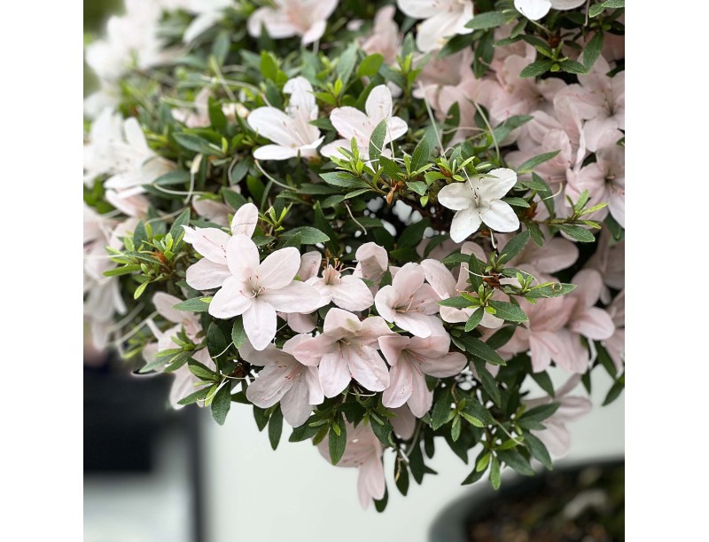 Rhododendron Indicum Kozan - Azalée - 84 cm