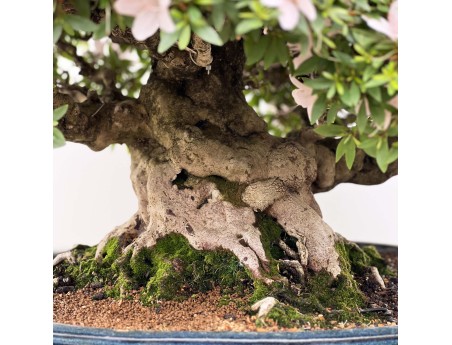 Rhododendron Indicum Kozan - Azalée - 84 cm