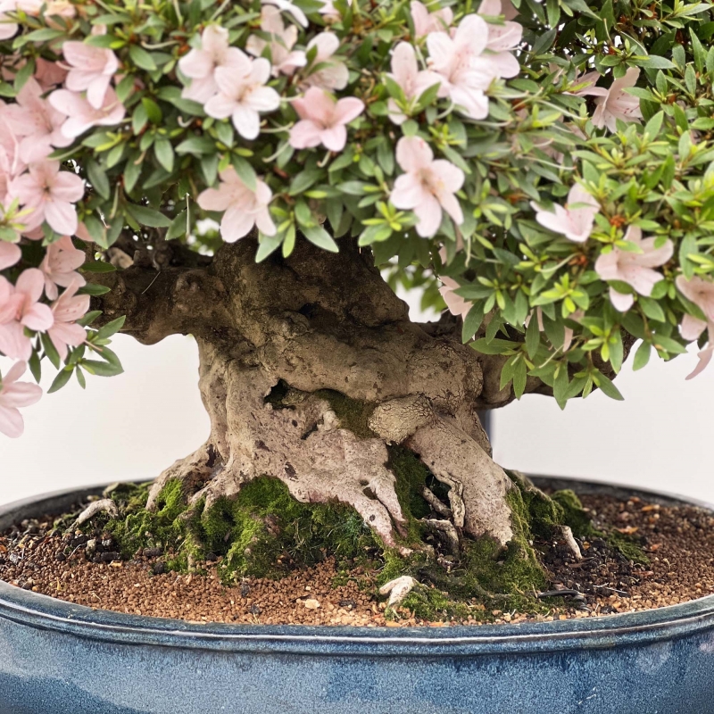 Rhododendron Indicum Kozan - Azalée - 84 cm