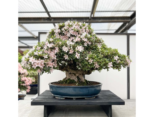 Rhododendron Indicum Kozan - Azalée - 84 cm 2