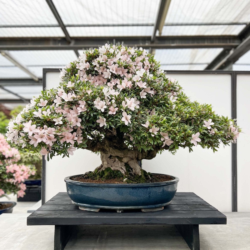 Rhododendron Indicum Kozan - Azalée - 84 cm