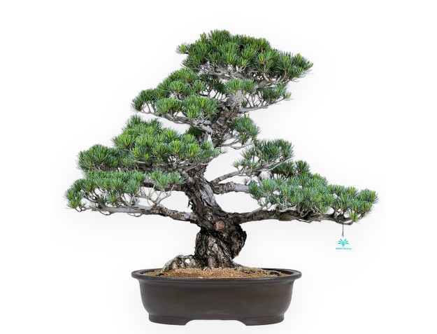 Pinus pentaphylla - Pine - 69 cm