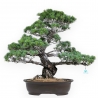 Pinus pentaphylla - Den - 69 cm
