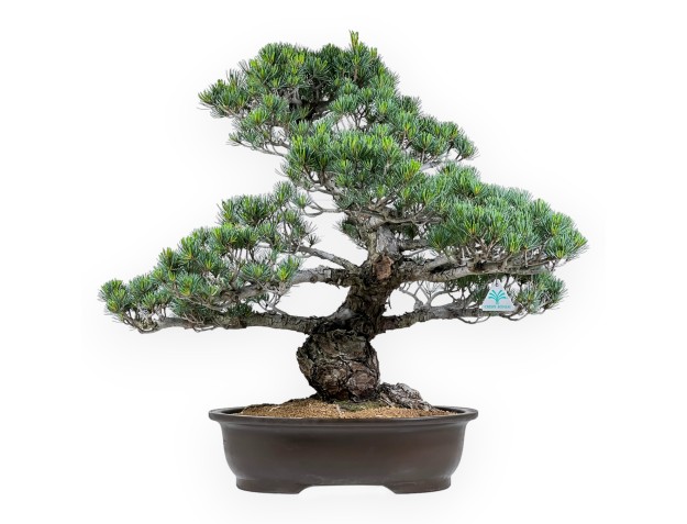 Pinus pentaphylla - Den - 69 cm 2