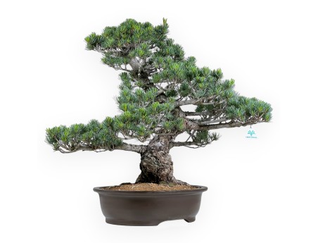 Pinus pentaphylla - Den - 69 cm