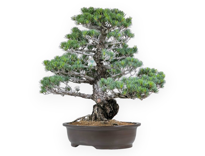 Pinus pentaphylla - Kiefer - 69 cm