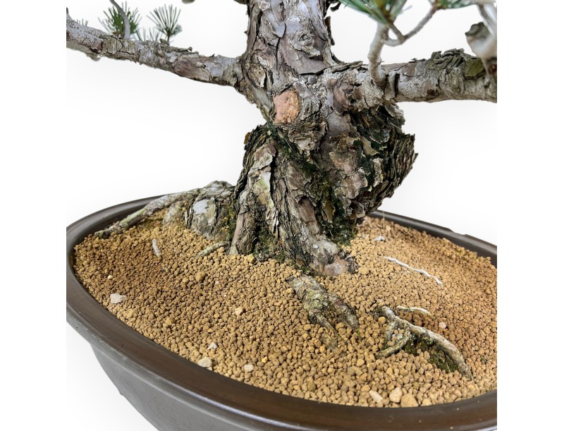 Pinus pentaphylla - Pino - 69 cm