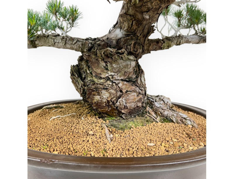 Pinus pentaphylla - Pine - 69 cm