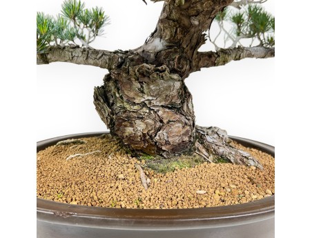 Pinus pentaphylla - Kiefer - 69 cm