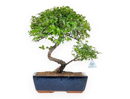 Sagerethia - Sageretia - 40 cm