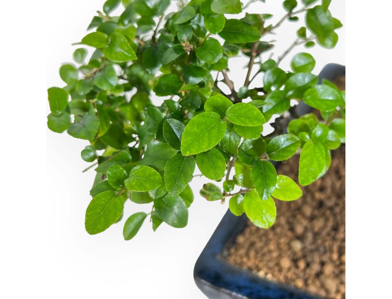 Sagerethia - Sageretia - 40 cm