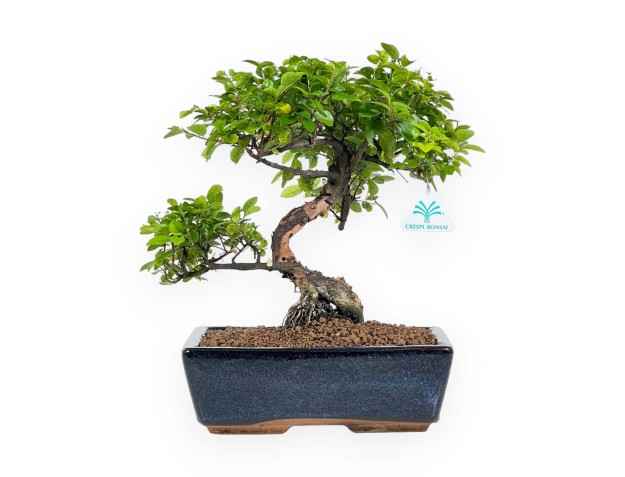 Sagerethia - 40 cm 2