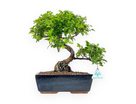 Sagerethia - Sageretia - 40 cm