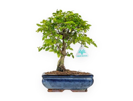 Sagerethia - Sageretia - 30 cm