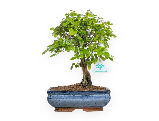 Sagerethia - 30 cm 2