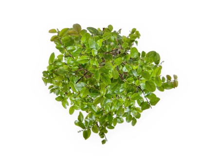 Sagerethia - Sageretia - 35 cm