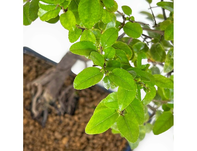 Sagerethia - Sageretia - 35 cm