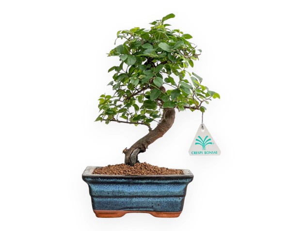 Sagerethia Theezans - 28 cm