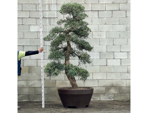 Podocarpus macrophylla - 260 cm