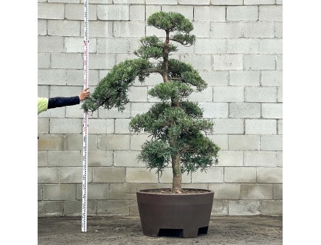 Podocarpus macrophylla - 230 cm