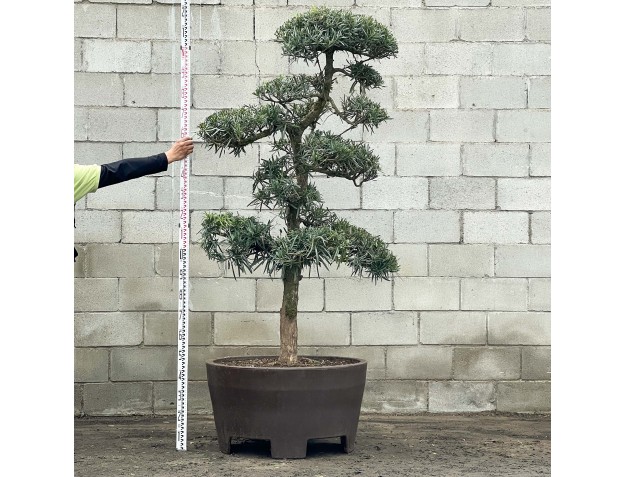 Podocarpus macrophylla - 220 cm