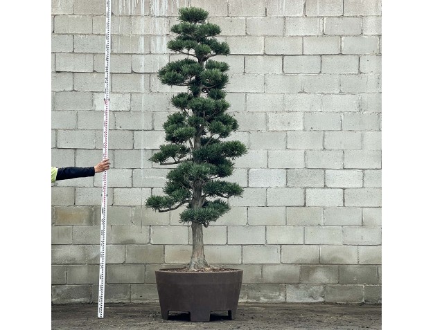 Podocarpus macrophylla - 285 cm