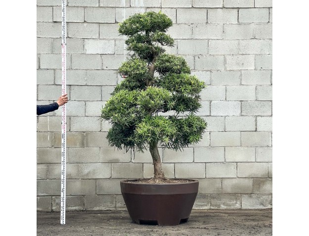 Podocarpus macrophylla - 238 cm